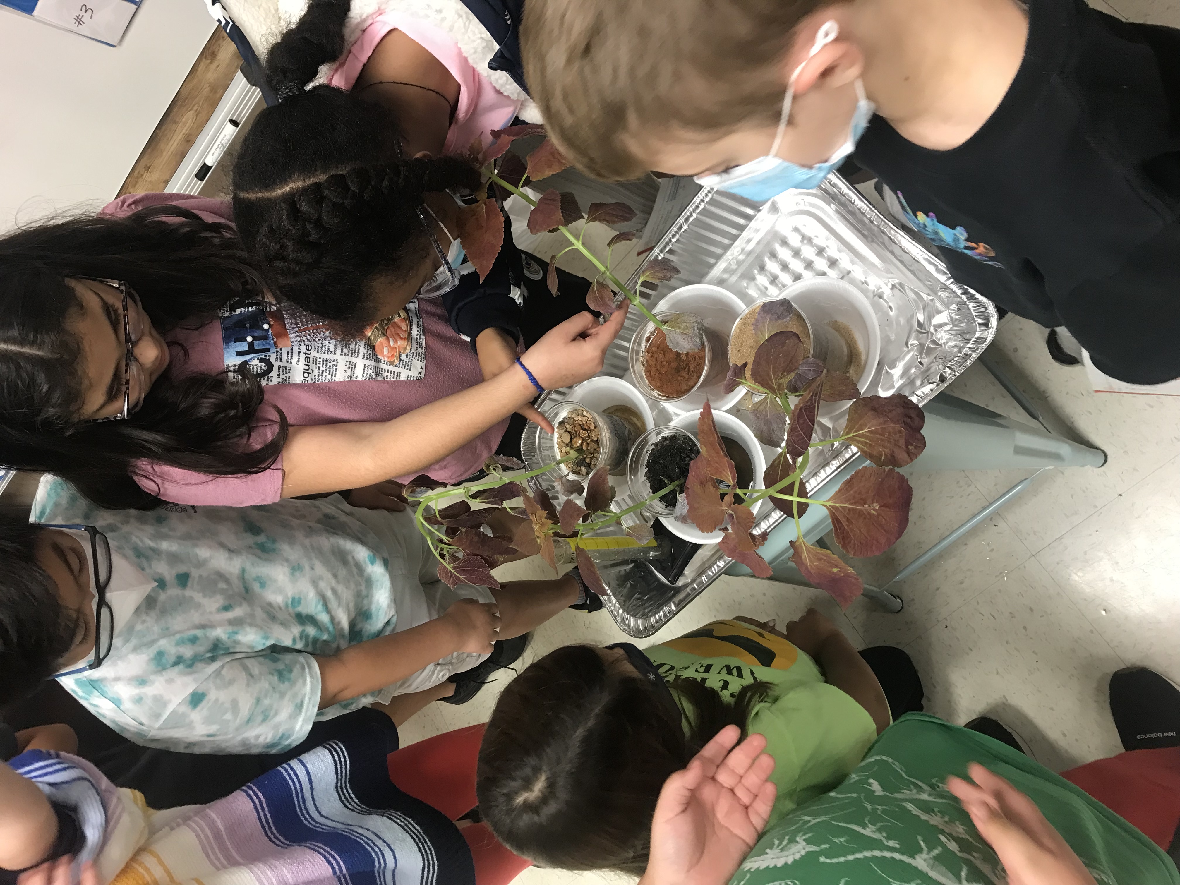 Students looking at Growing plants.