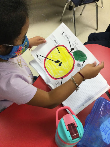 Student looking at a picture of an apple.