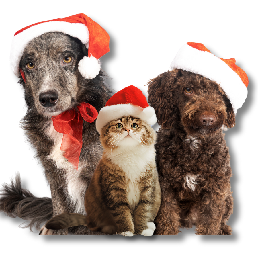 Dos perros y un gato con gorros de Papá Noel