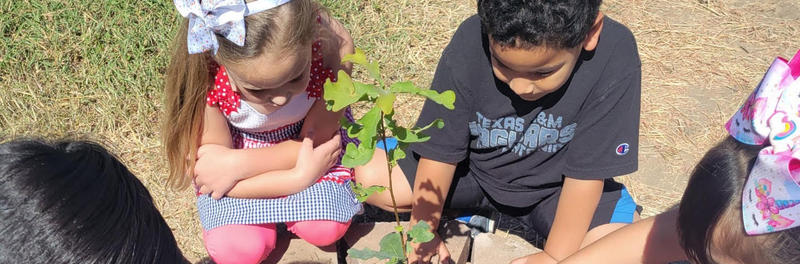 picture of project acorn in the fisher elementary courtyard garden